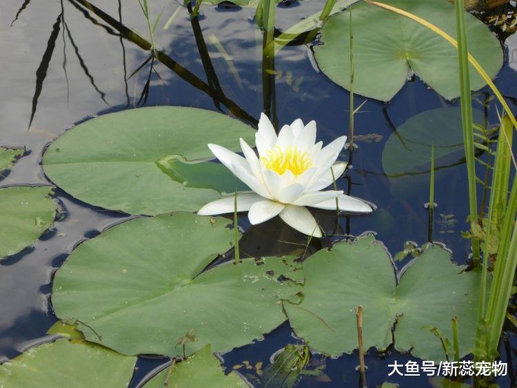 这3大生肖，10月3号开始，收入飙升，生活充满喜气！