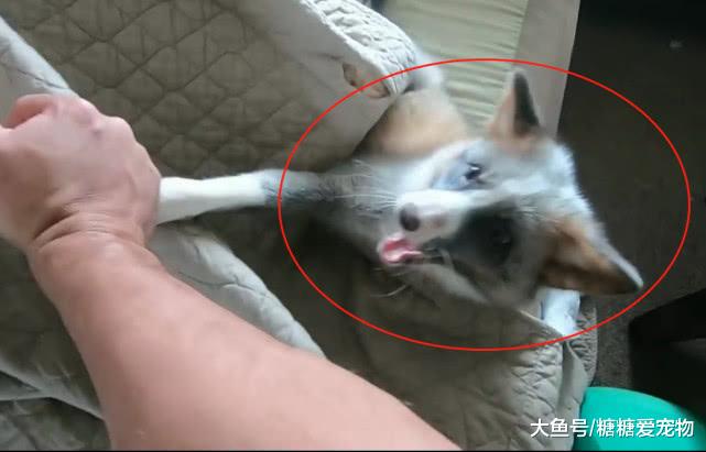 主人叫狐狸起床，结果狐狸气得暴跳如雷，狐狸：你吵吵个啥？