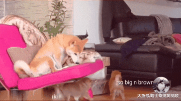 柴犬为了躲避喂奶，结果想了个“馊主意”，狗：我想静静