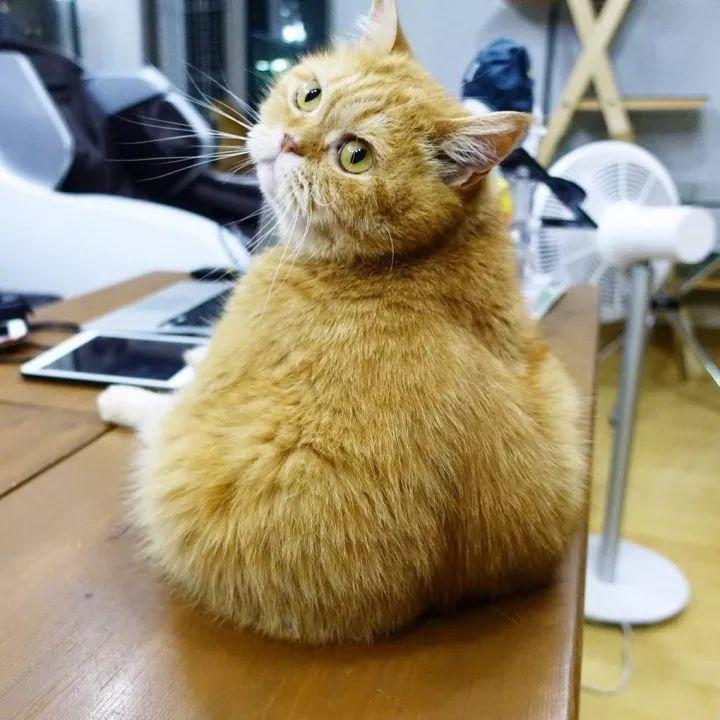 猫, 也是有蜜桃臀的!