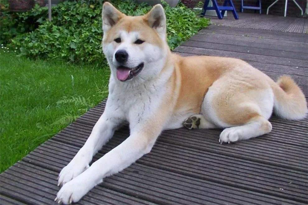 難怪秋田犬這么多人喜歡，比中華田園犬萌多了，看看網友的秋田犬