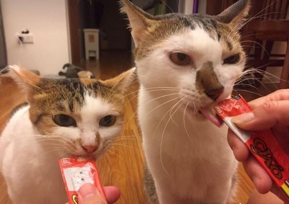 捡回的猫咪太奸诈，网友打算送人，看到监控后泪奔，立马改变主意