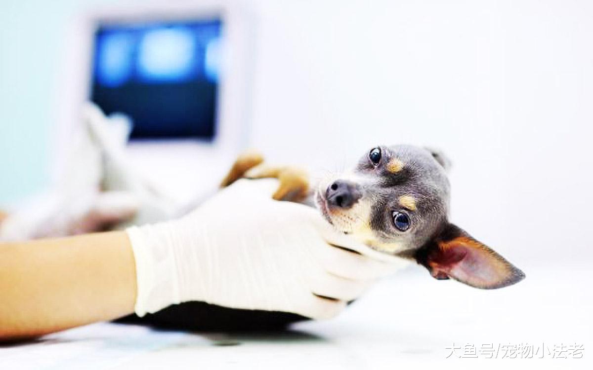 很多人都认为，帮狗妈妈做产检，完全就是浪费钱？真的是这样吗！