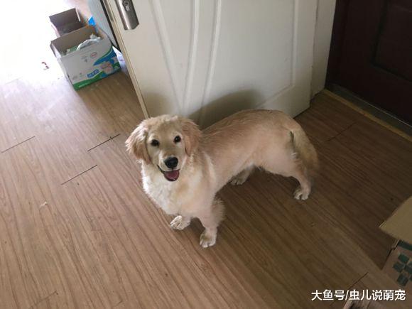 金毛是大暖汪？这只金毛可一点儿都不暖，拆到受不了