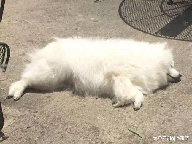 小灰貓總是來找自家狗狗玩兒，狗狗去世后，貓咪的表現讓人心碎