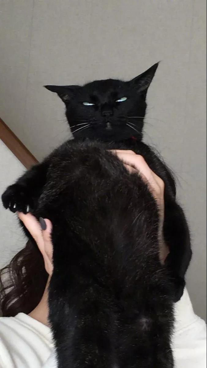 小偷进厂偷窃看门狗热情欢迎，因常给狗送吃的成了“好朋友”