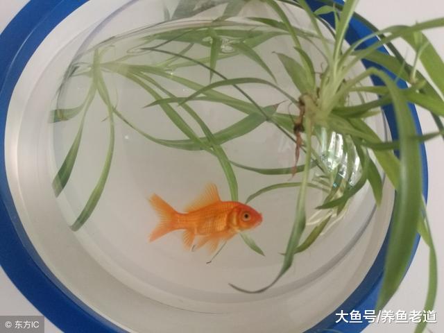 魚友們想要養好觀賞魚，這幾個階段是否都經歷過？