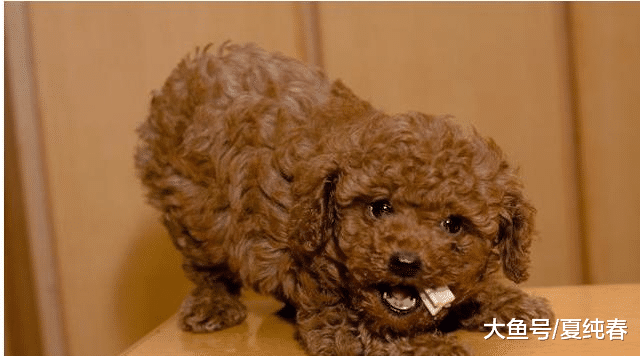 泰迪到底有多聪明？网友：这是我的亲身经历，简直就是小人精！