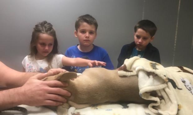 忠犬护主：一只八个月大的斗牛犬为保护家人，死于毒蛇攻击