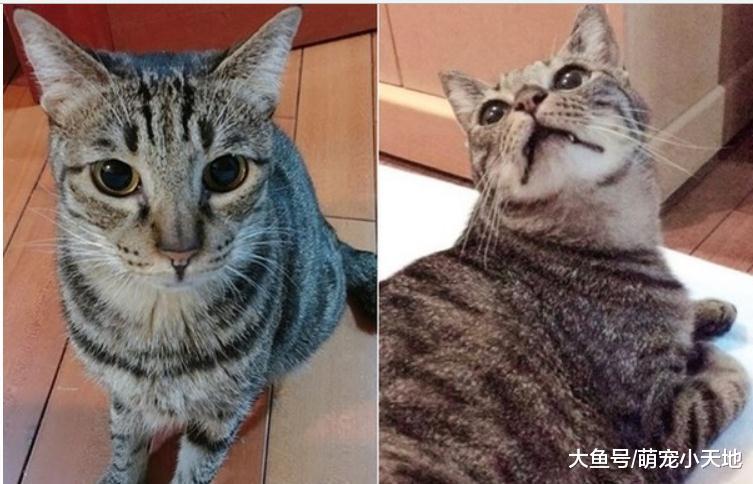 虎斑猫魔性扭屁屁硬塞纸箱, 网友笑翻: 满出来啦
