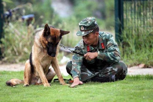 某警犬训练所曝出虐待训练犬，训练期间被鞭打、脚踹、吊在空中甩