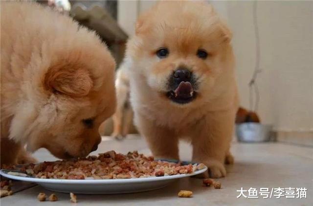 主人出差时仅给宠物留食物并无法解决问题，细说你未知的四点危害