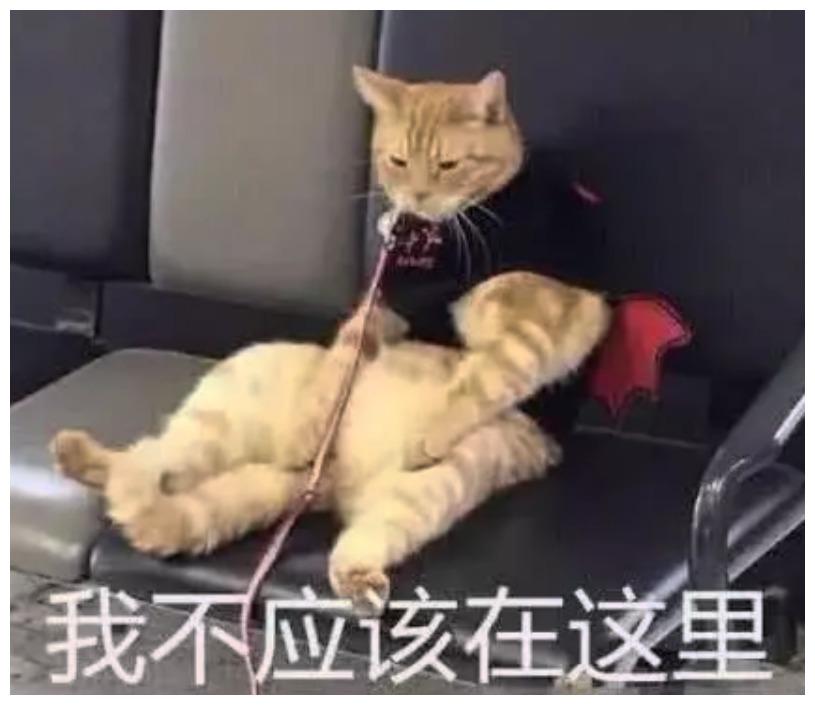 貓咪被主人遺忘，心情類似阿杜歌曲：我應該在車底……