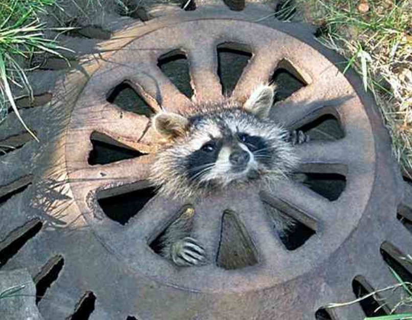 生活时时都有意外，连动物也避免不了，12张动物趣图真是太搞笑了