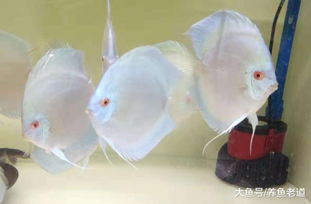 鱼缸水质的调理, 远远没有我们想象的那么复杂!