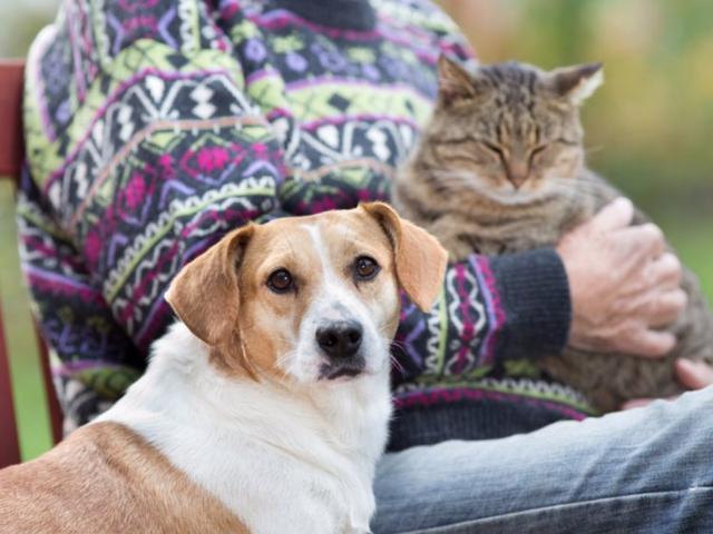 猫和狗到底谁比较聪明, 我们从它们的大脑构造来分析