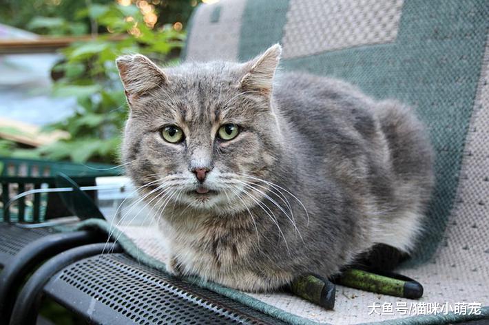 猫咪为什么夏天那么瘦, 到冬天却长的好肥?