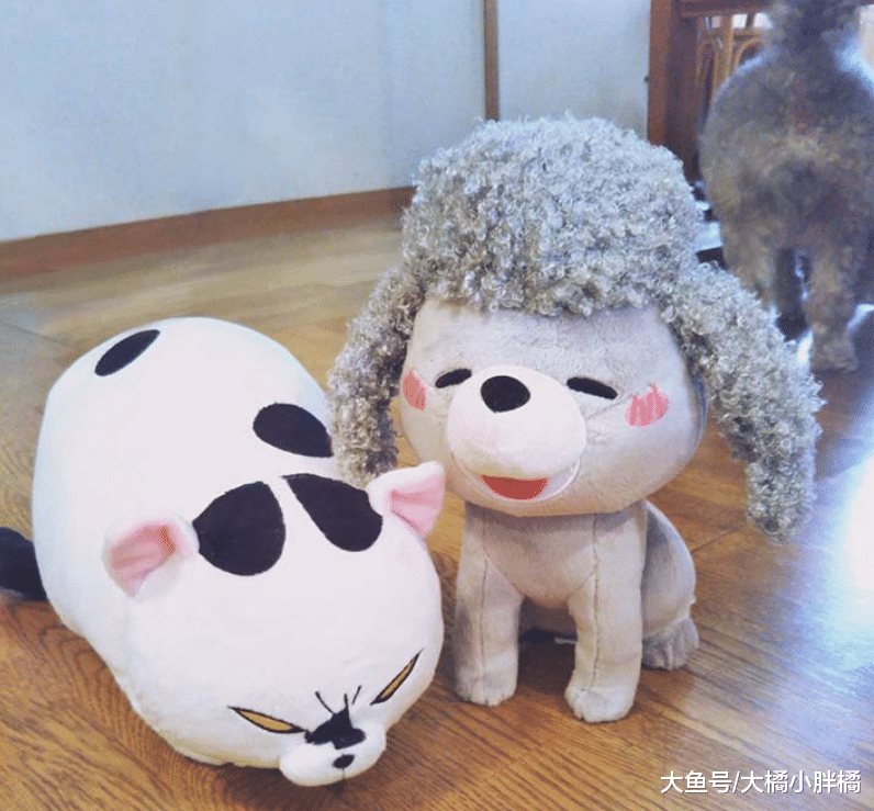 宠主给爱宠送两公仔，狗狗很开心，猫咪则很不爽：我有那么凶吗？