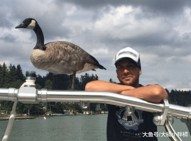 鹅宝宝被小伙收养，长大后还要每天“缠住”小伙，小伙撵都撵不走