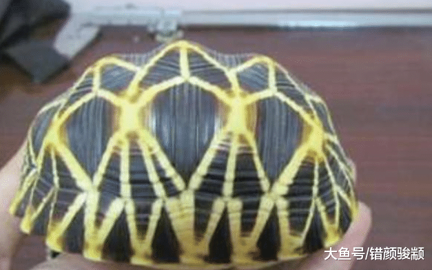 最“冷門”的4種文玩，星龜殼上榜，你若全都認識我佩服你！
