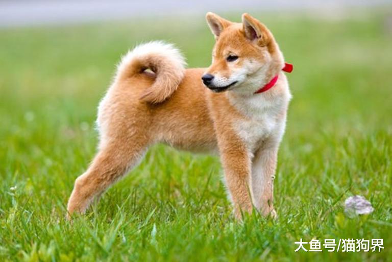 狗狗记忆大探秘，它们的记忆力有多久呢？