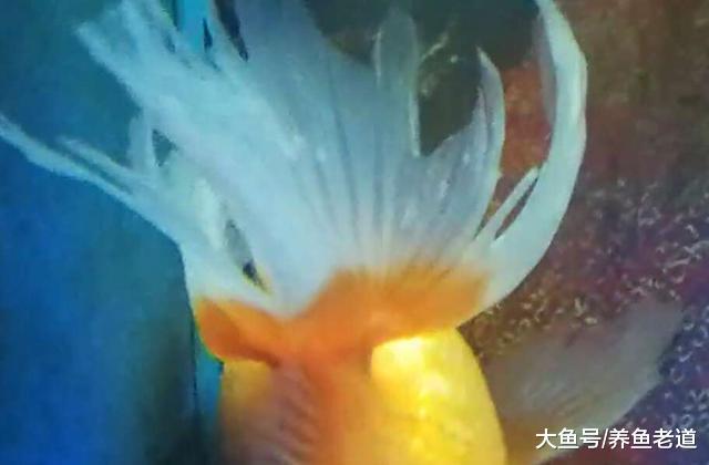 魚缸水流過大，對于某些觀賞魚的傷害也是很大的！