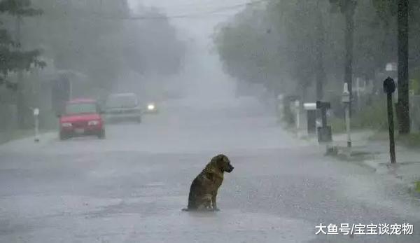 我们当它是伙伴，它却当我们是亲人，看到第6个我再也受不了了