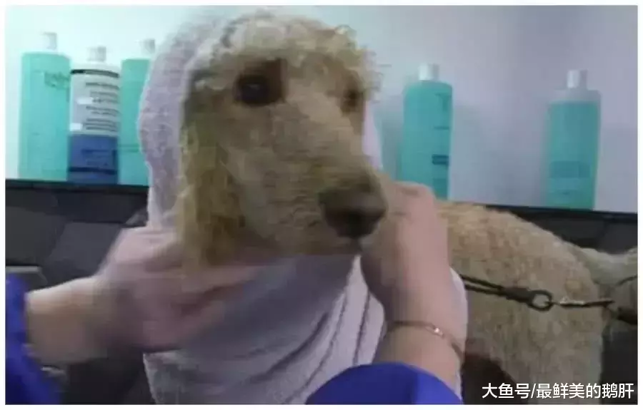 女子上班发现同事正在给狗洗澡, 以为是一只金毛, 擦干后不淡定了