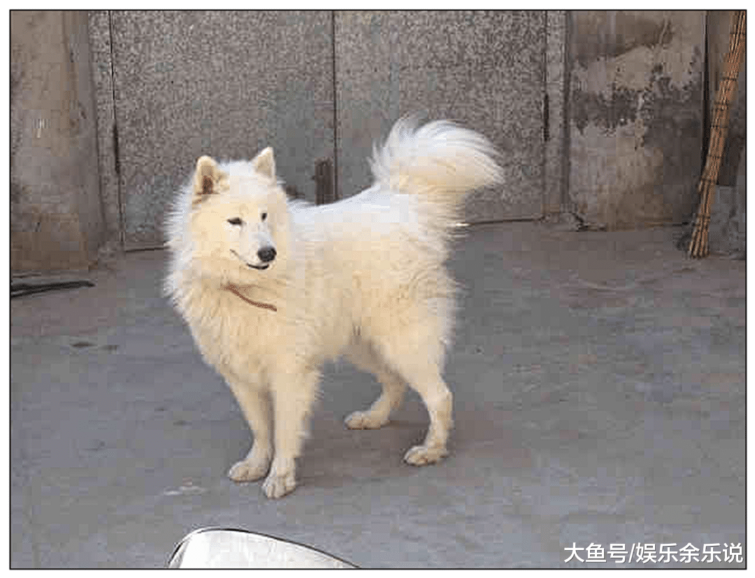 女主怀孕，把萨摩送回农村老家，一年后来接时肠子都悔青了！