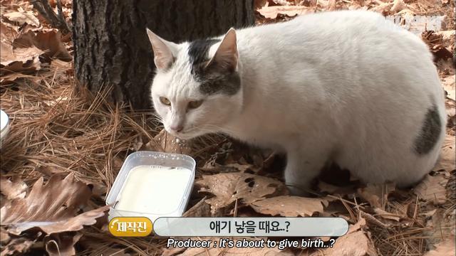 猫咪一只待在原地, 只因被主人抛弃, 在原地等人带回家