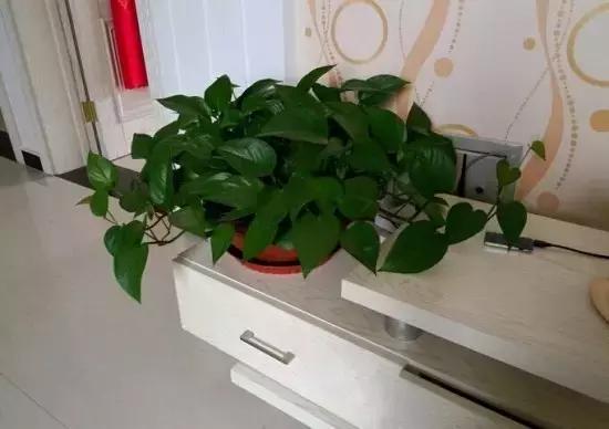客厅摆放这10种植物，除去室内甲醛，还能财运滚滚