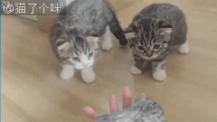 男人养的猫咪是不是都挺傻？