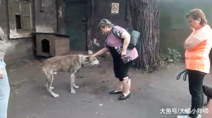 爱犬在家中被偷，大妈寻找2年无果，网友仅用2天就帮大妈找到爱犬