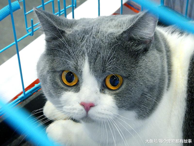 是南方适合养猫，还是北方适合养猫？北方的猫怕冷吗