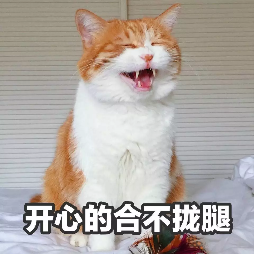 一顿养宠猛如虎，一看账户两毛五！教你如何省钱养宠！！