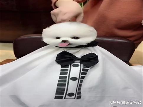 博美犬修剪成俊介造型后, 还不忘吐舌头卖萌, 这狗活得好精致啊!