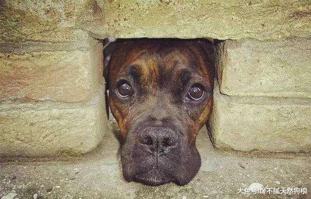 为什么狗狗临终前要躲起来？原因有5个，看到最后令人热泪盈眶