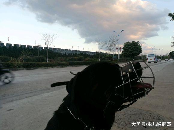 第一次帶羅威納跑這么遠，擔心咬傷別人，這樣就不用擔心了