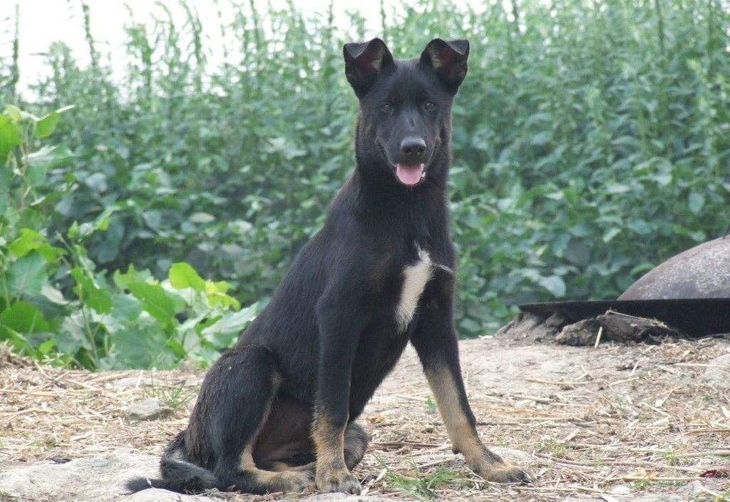 農村為啥黃狗和黑狗多？民間高手說黃狗黑狗有來頭，也有高品質