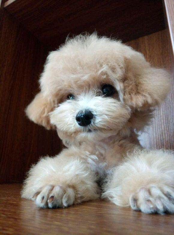 心疼宠物店那个无人问津的小狗，买回来后发现原来是个活宝