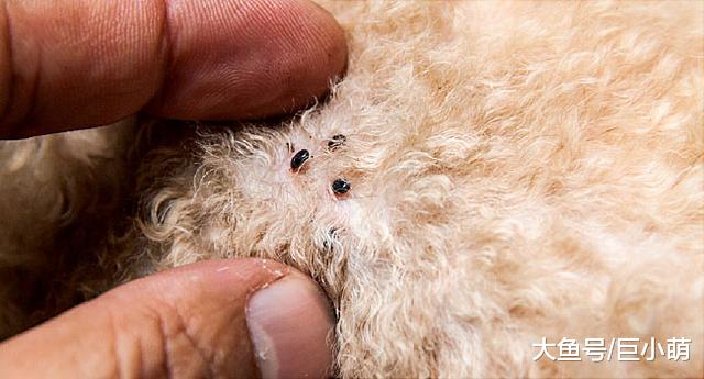 狗狗身上有跳蚤没什么大不了？其实跳蚤也会致病，主人该如何清除