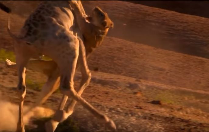 年幼狮子初捕食被长颈鹿所伤，威严自尊碎一地