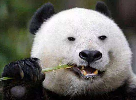 奶妈打扮成可爱熊猫照顾熊猫宝宝, 网友萌哭: 小姐姐和熊猫我都要