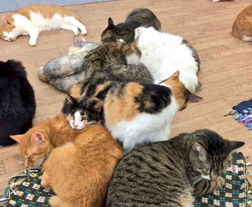 “萝卜你怕啥？本喵只吃萝卜炖牛肉！”11张猫咪趣图让你笑不停