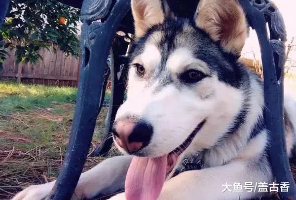 二哈在大火中消失，找到后主人激动流眼，狗子遍体鳞伤却依然微笑