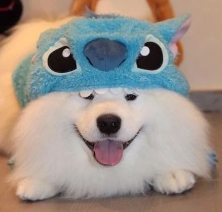 萨摩耶倒地不动、身上插着铁棍，吓坏网友，走近一看笑喷了