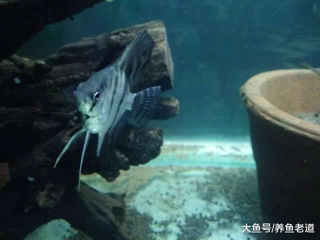 购买和选择燕鱼苗我们要注意哪些问题，详尽的实践经验分享