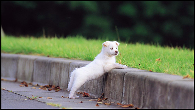 你家狗狗要成精，这几种表现正是说明了，它不仅聪明还会模仿主人