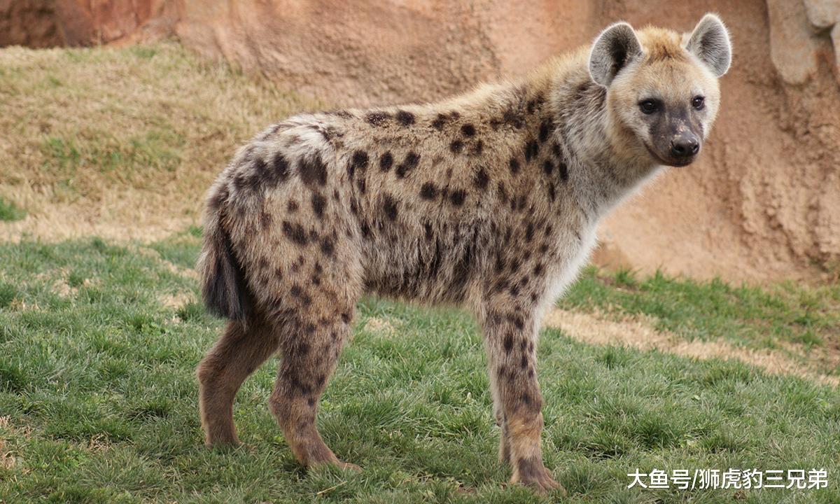 如果非洲一哥是虎群, 那么鬣狗还敢像骚扰狮子一样对待老虎吗?