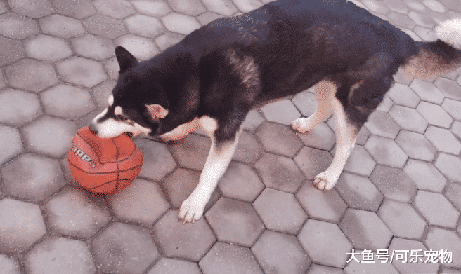 二哈也会唱跳rap篮球？这只二哈和篮球杠上了，还把篮球咬瘪了